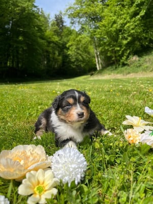 Les chiots de Berger Australien