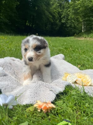 Les chiots de Berger Australien