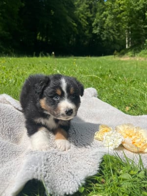 Les chiots de Berger Australien