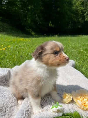 Les chiots de Berger Australien