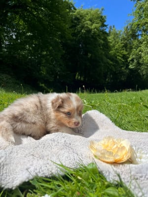 Les chiots de Berger Australien