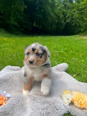 Les chiots de Berger Australien