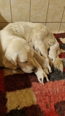 Les chiots de Golden Retriever