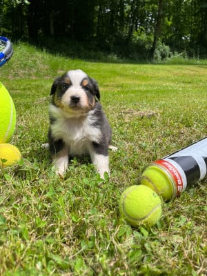 Les chiots de Berger Australien