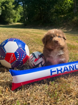 Les chiots de Berger Australien