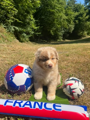 Les chiots de Berger Australien