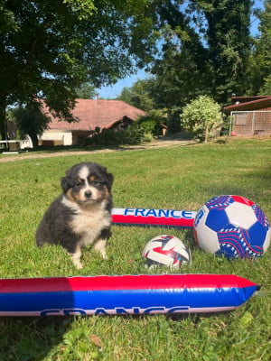 Les chiots de Berger Australien