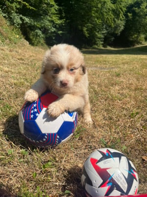 Les chiots de Berger Australien