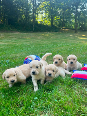 Les chiots de Golden Retriever