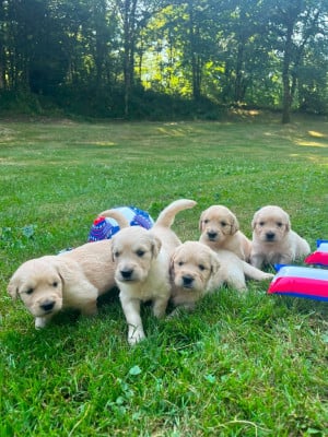 Les chiots de Golden Retriever
