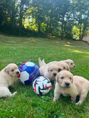 Les chiots de Golden Retriever