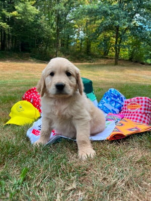 Les chiots de Golden Retriever