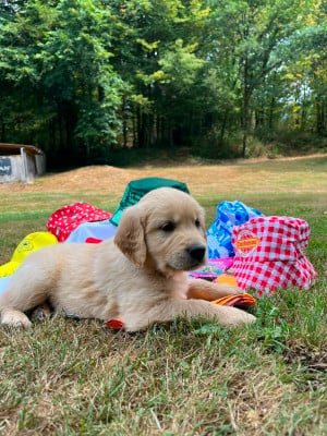 Les chiots de Golden Retriever