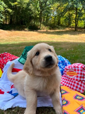 Les chiots de Golden Retriever