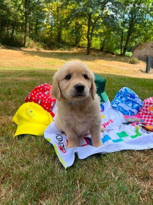 Les chiots de Golden Retriever