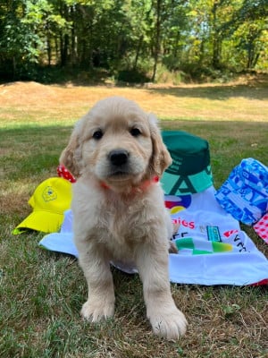 Les chiots de Golden Retriever