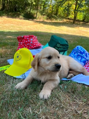 Les chiots de Golden Retriever