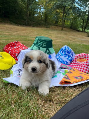 Les chiots de Berger Australien