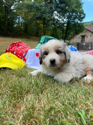 Les chiots de Berger Australien