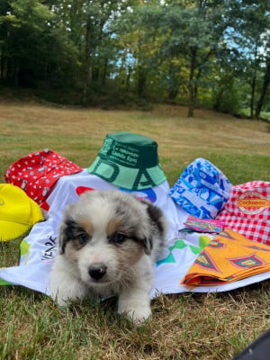 Les chiots de Berger Australien