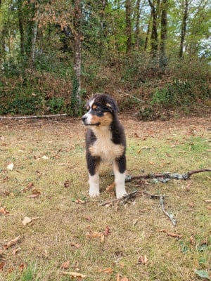 Les chiots de Berger Australien