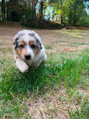 Les chiots de Berger Australien