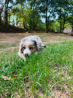 Les chiots de Berger Australien