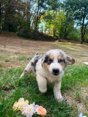 Les chiots de Berger Australien