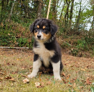 Les chiots de Berger Australien