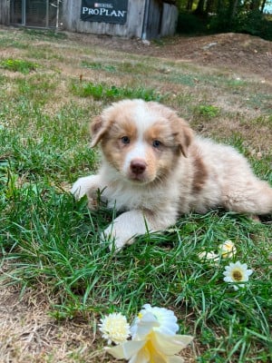 Les chiots de Berger Australien