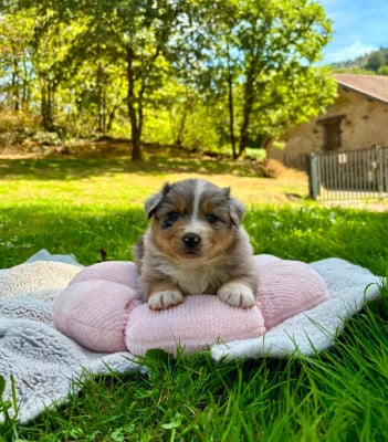 Les chiots de Berger Australien