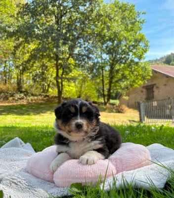 Les chiots de Berger Australien