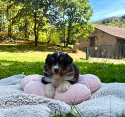 Les chiots de Berger Australien