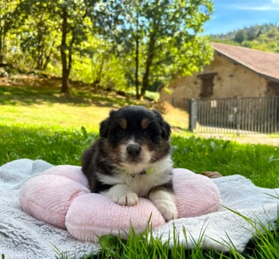 Les chiots de Berger Australien