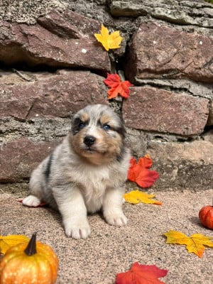 Femelle bleue merle queue longue - Berger Australien