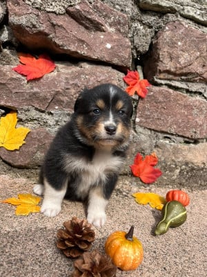 Les chiots de Berger Australien
