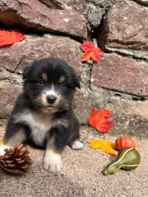 Les chiots de Berger Australien