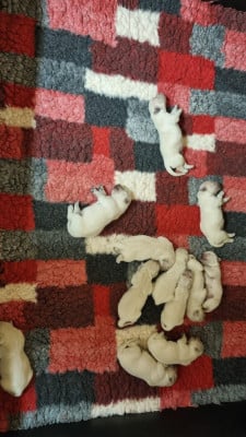 Les chiots de Golden Retriever