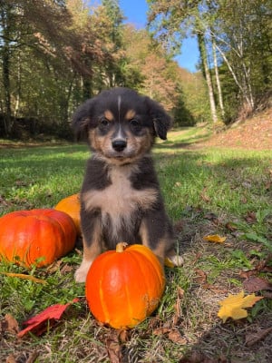 Les chiots de Berger Australien