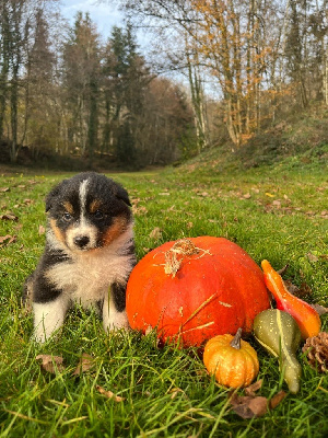 Les chiots de Berger Australien