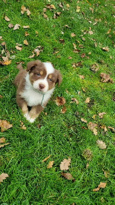 Les chiots de Berger Australien