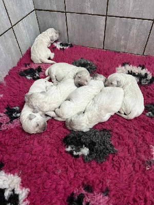 Les chiots de Golden Retriever
