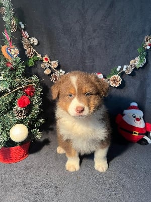 Les chiots de Berger Australien