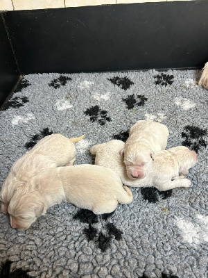 Les chiots de Golden Retriever