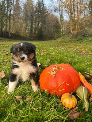 Les chiots de Berger Australien