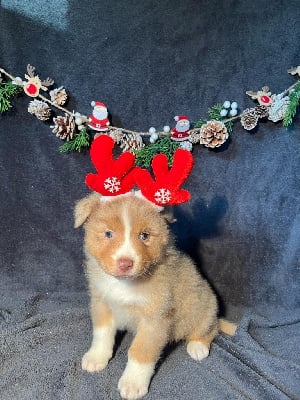 Les chiots de Berger Australien