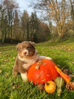 Les chiots de Berger Australien