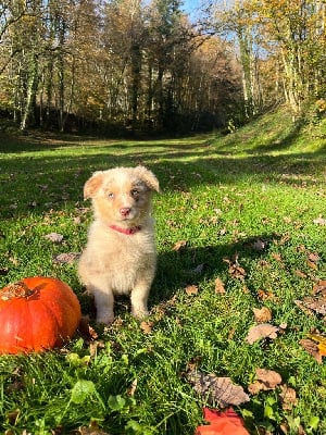 Les chiots de Berger Australien