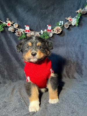 Les chiots de Berger Australien