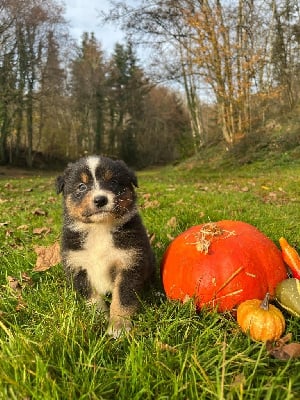 Les chiots de Berger Australien